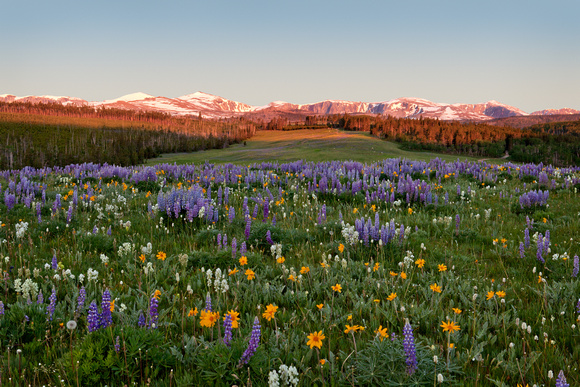 Big Horn Field of Dreams