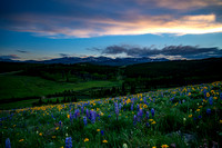 Bighorn Spring Wildflowers