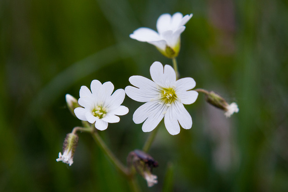 Mouse Ear Chickweed