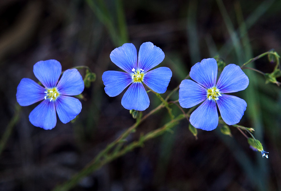 Wild Blue Flax