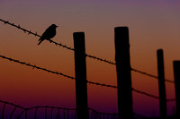 Bluebird Sunsets
