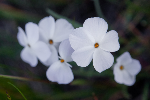 Phlox Multiflora